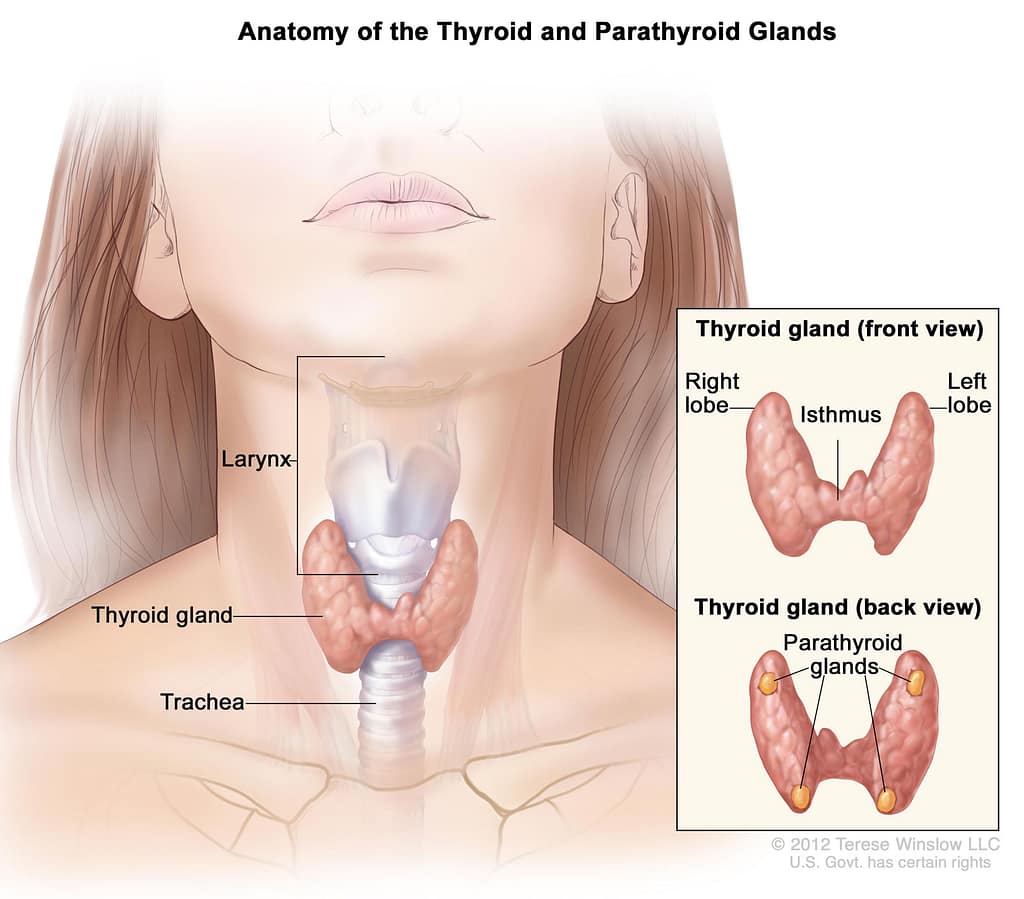 Top Thyroid Symptoms in Male Men