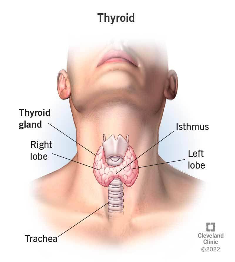 thyroid gland anatomy and physiology